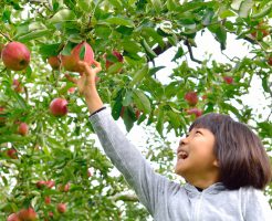 家族でりんご狩り