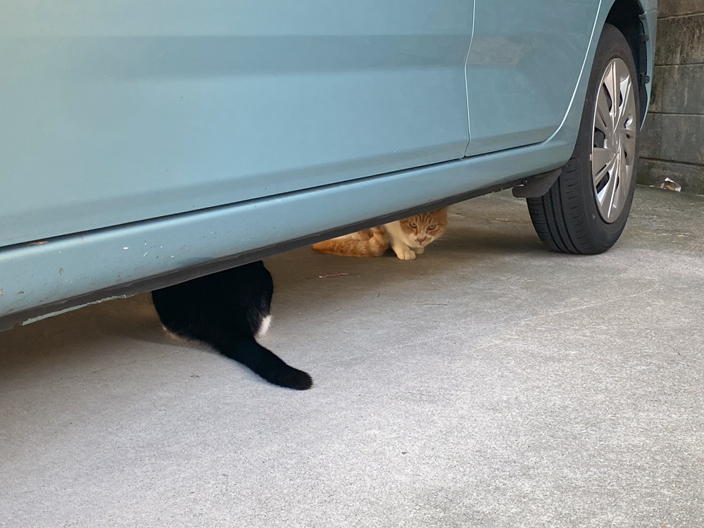 車の下にも猫が