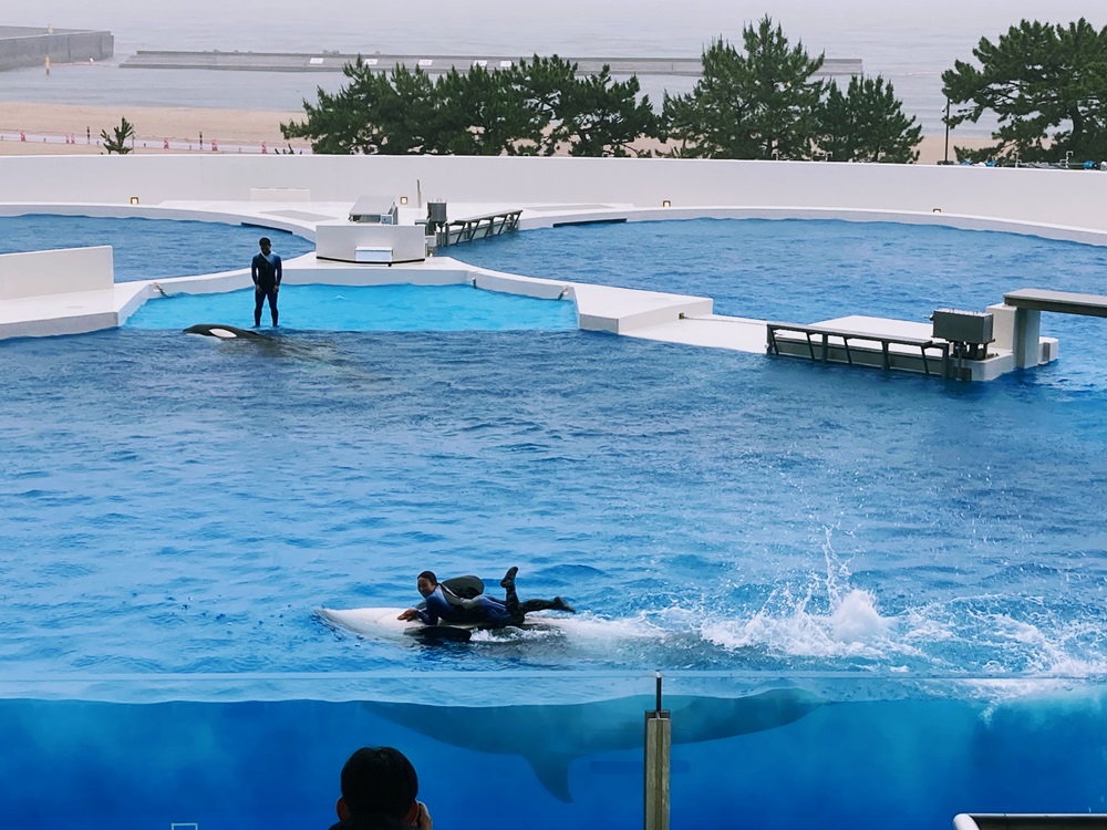 2頭の親子オルカが大活躍