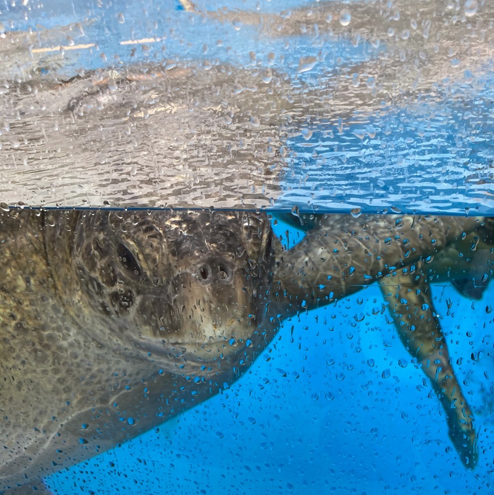 カメラ目線のウミガメ