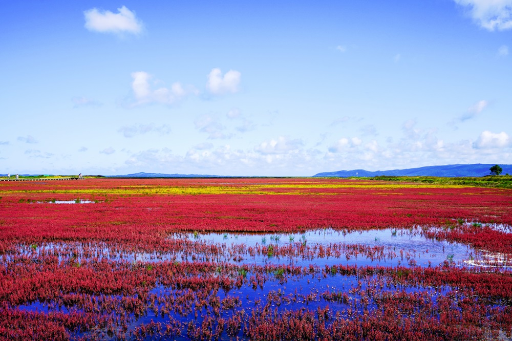 能取湖サンゴ草群落地