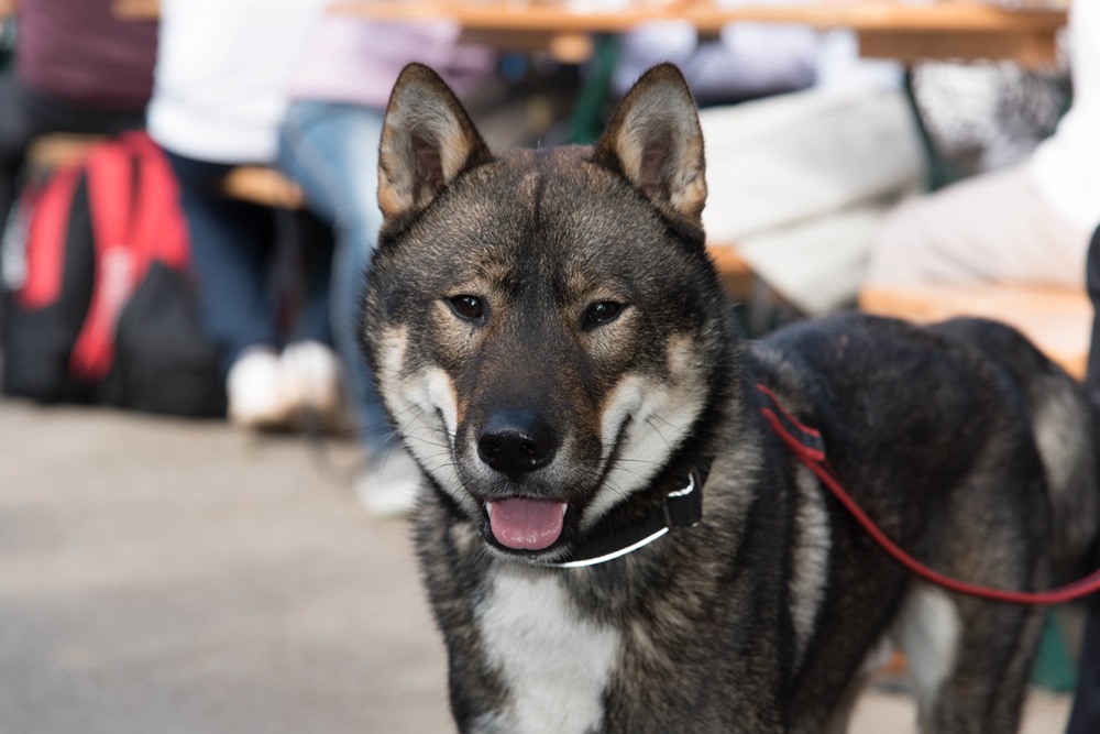 土佐犬は四国犬