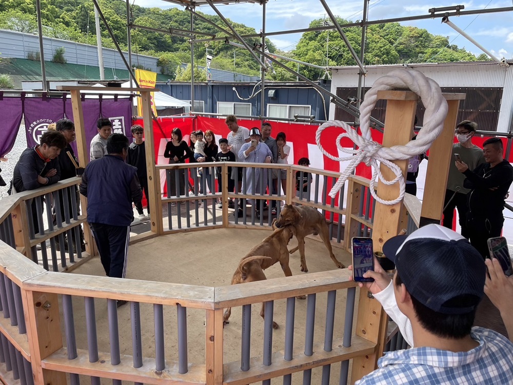 土佐闘犬を奨励した土佐藩