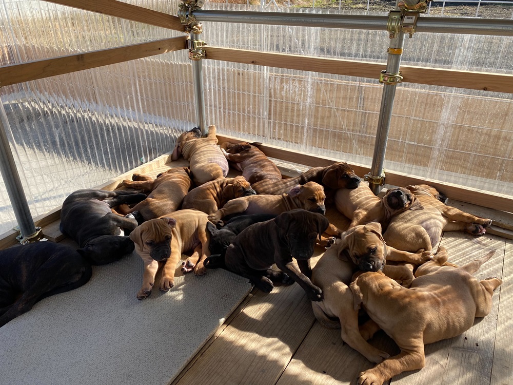 かわいい土佐闘犬の子犬たち