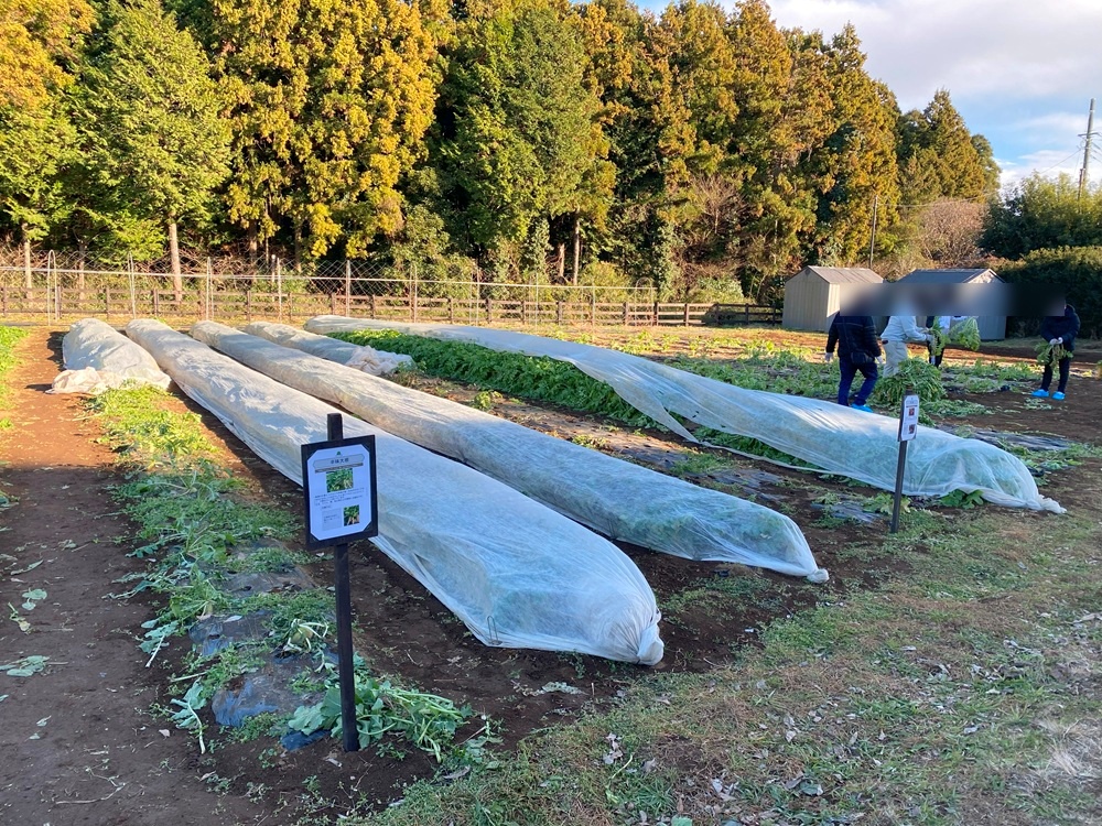 収穫体験ができる園内の畑