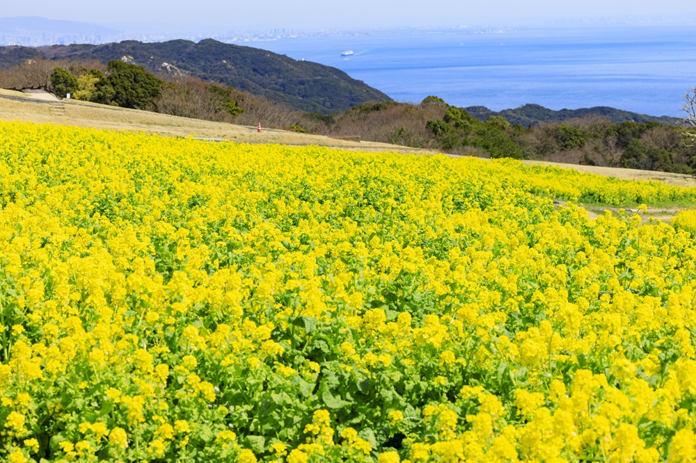 淡路花さじき・満開のなの花