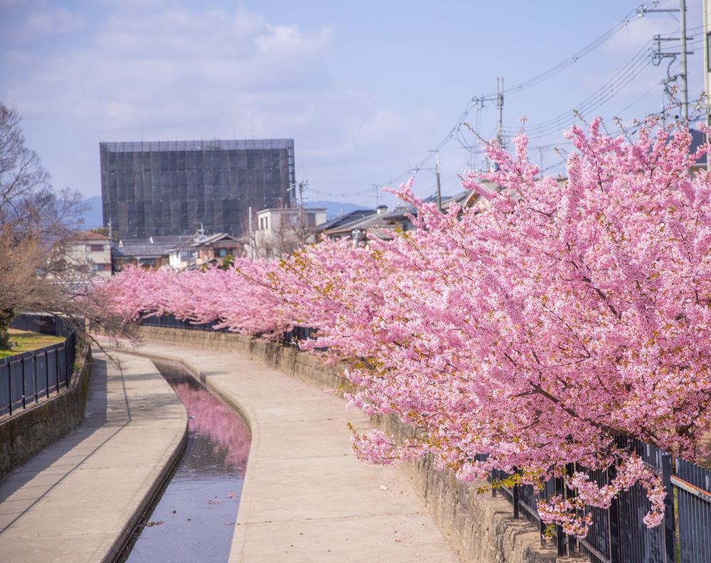 京都・淀水路