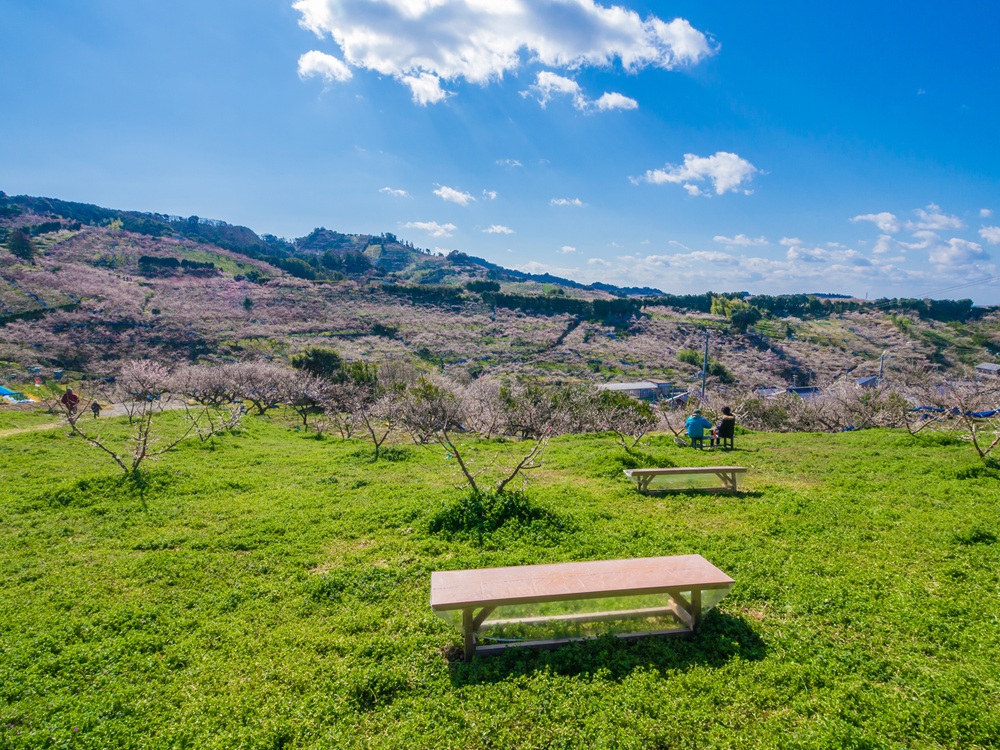 和歌山県の南部梅林