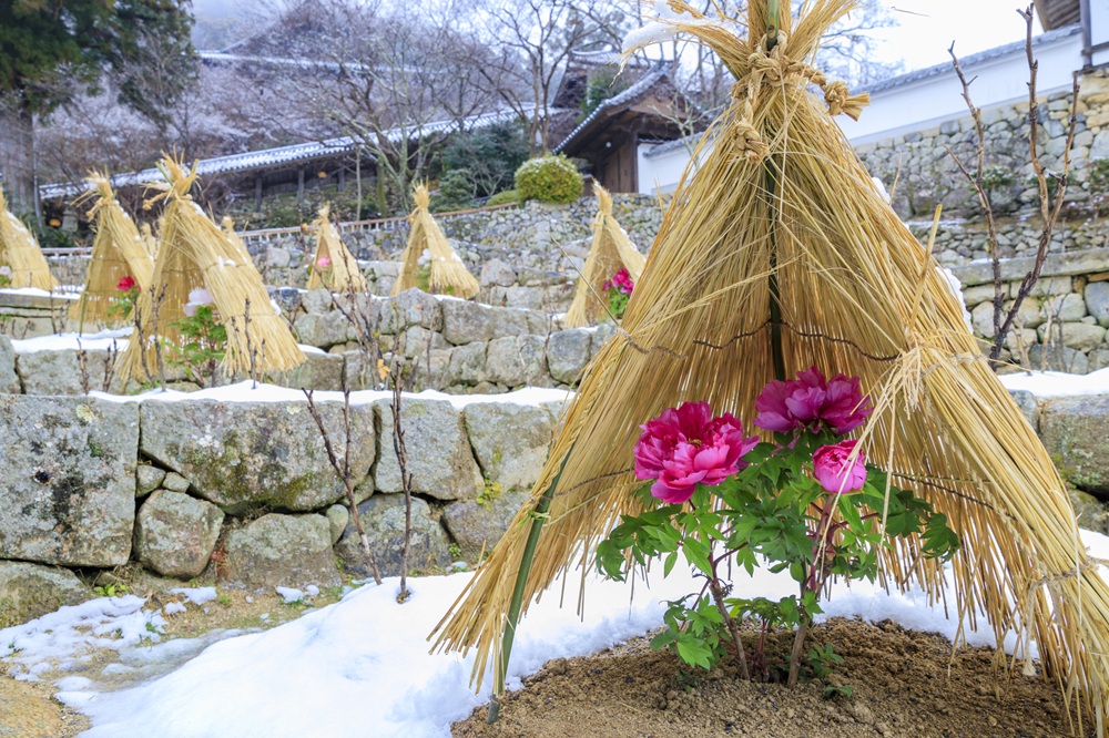 長谷寺の寒牡丹