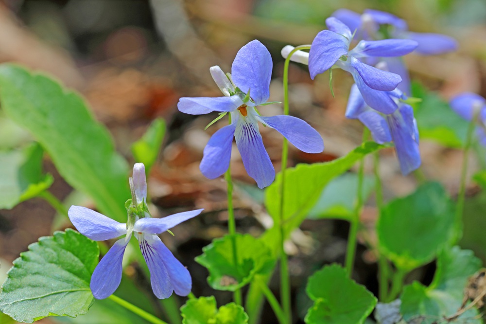 タチツボスミレの花　高尾山